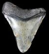 Juvenile Megalodon Tooth #56647-1